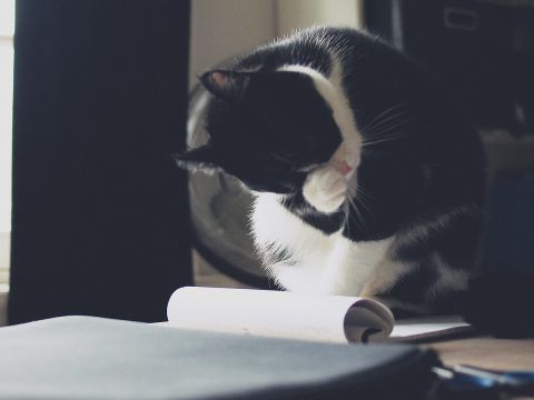 Katze sitzt auf Bürotisch